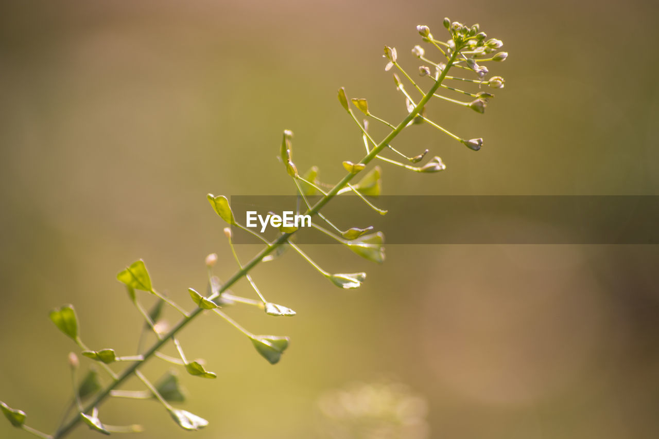 Close-up of plant