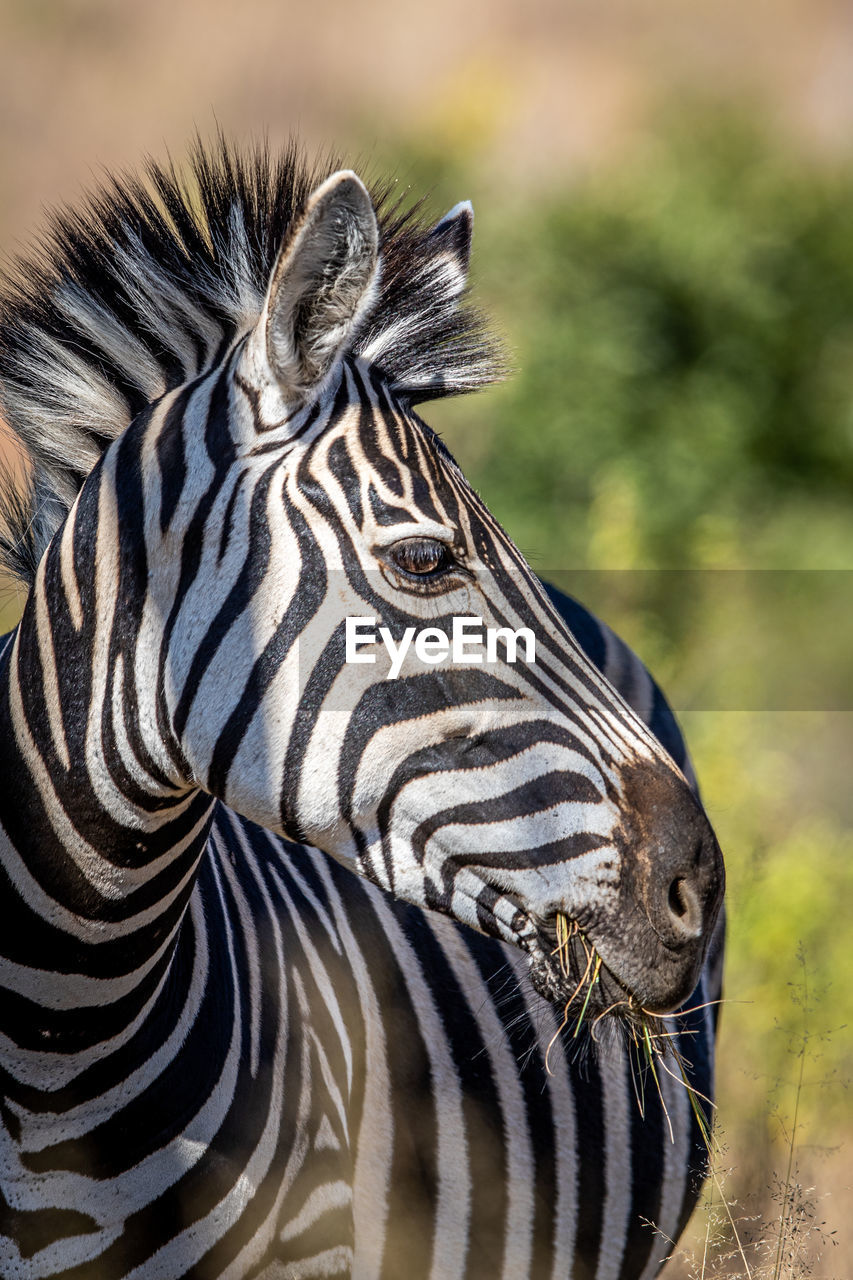 CLOSE-UP OF ZEBRA