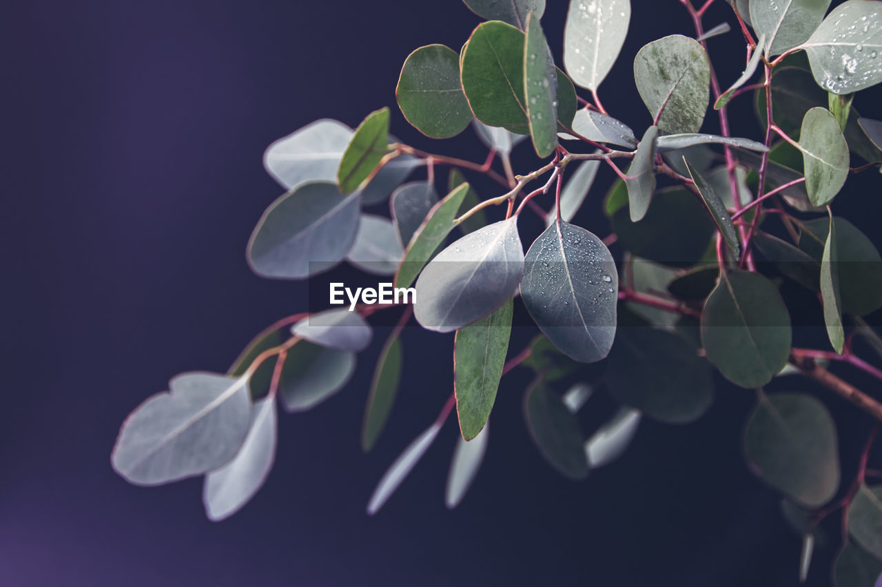 A branch of eucalyptus with fresh round leaves is in a vase and is isolated on a black background.