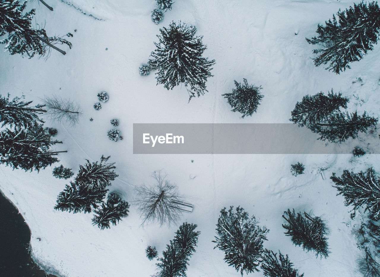 Aerial view of coniferous trees on snowy field during winter