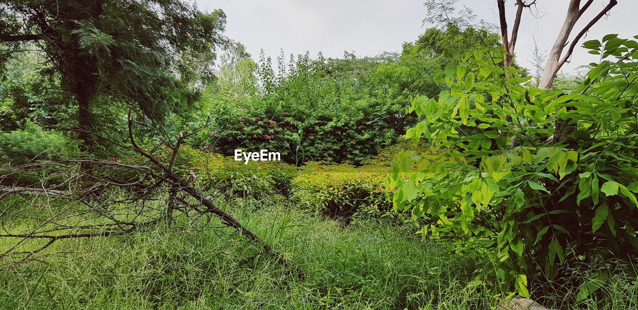 TREES GROWING IN FIELD