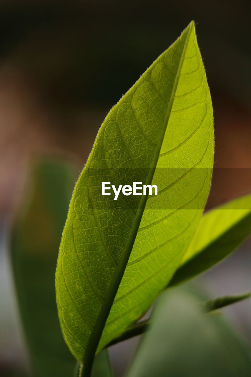 Close-up of green leaves