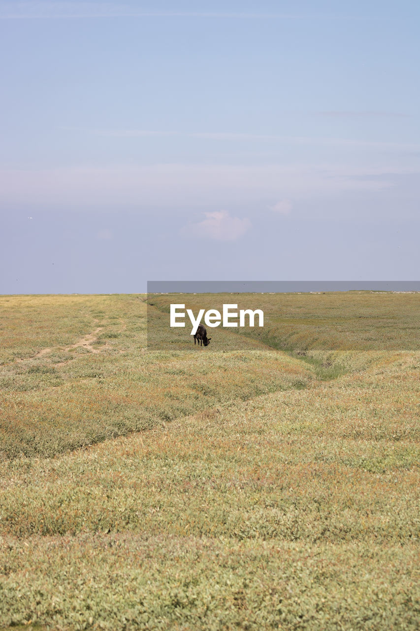 Scenic view of field against sky with a black sheep 