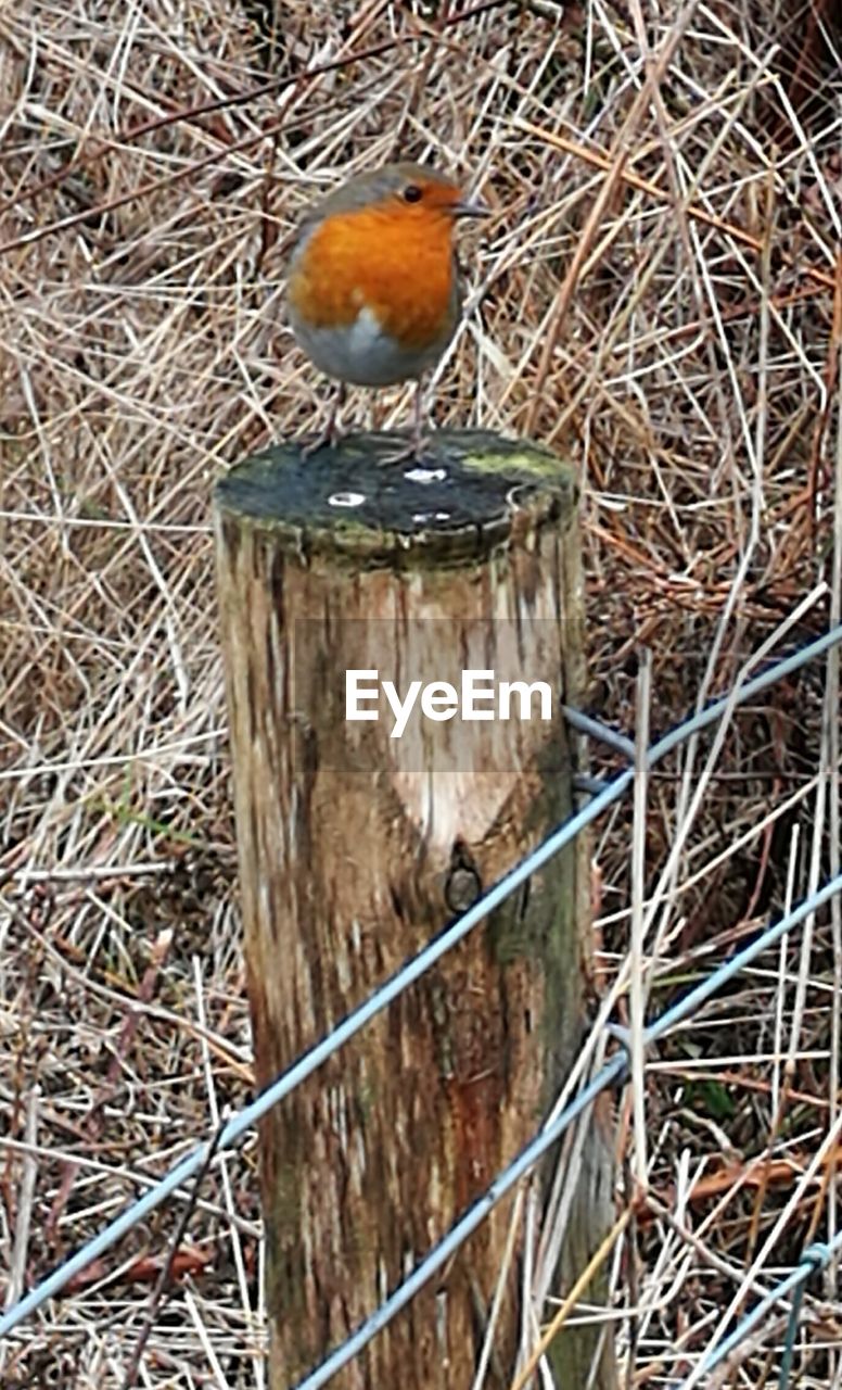 CLOSE-UP OF BIRD PERCHING ON METALLIC METAL