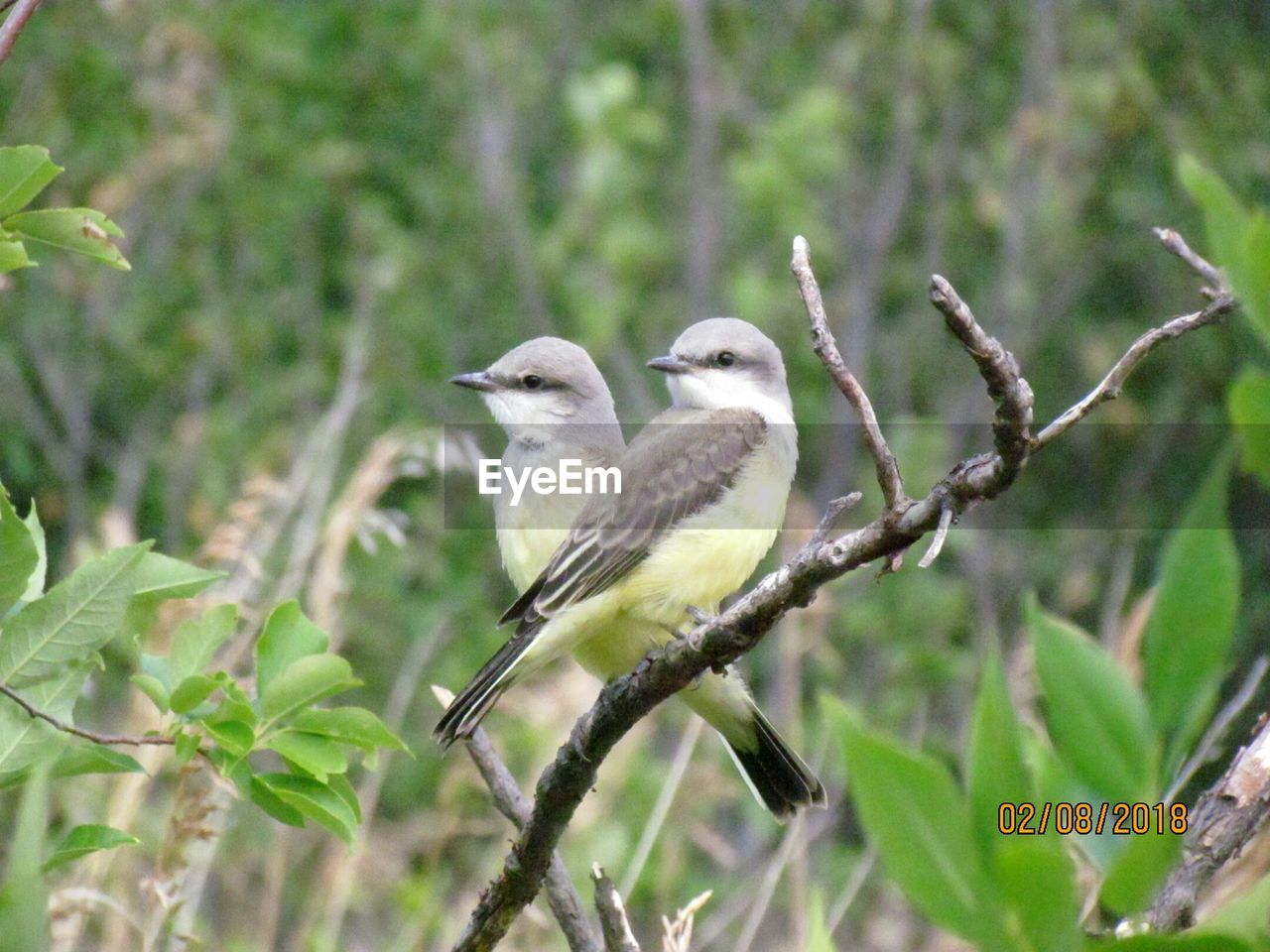 BIRDS PERCHING ON TREE