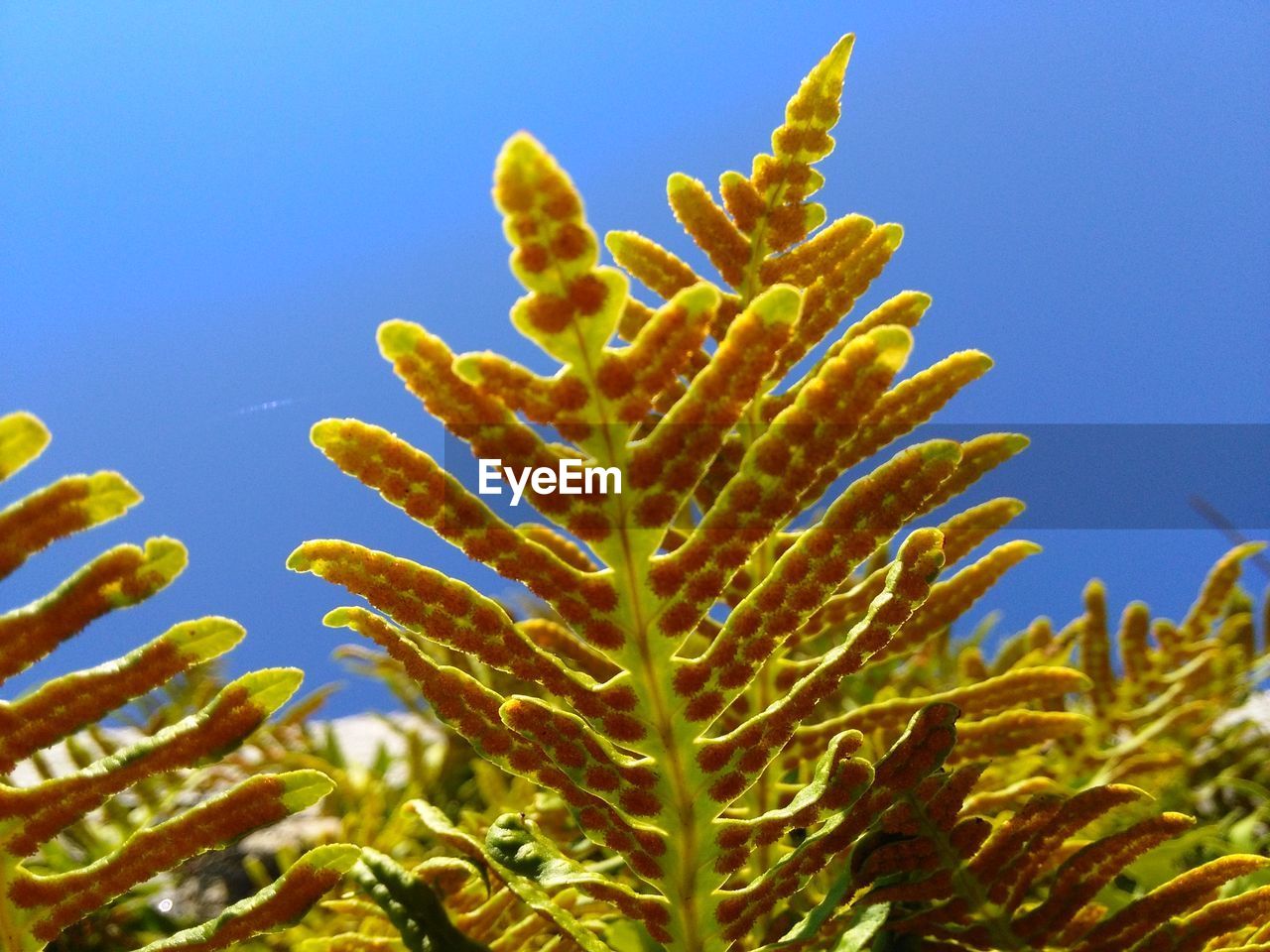 CLOSE-UP OF PLANTS AGAINST BLUE SKY