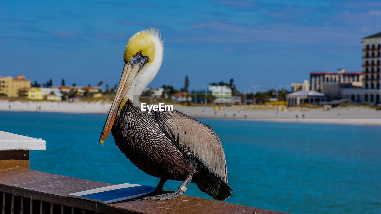 Close-up of bird perching on a water