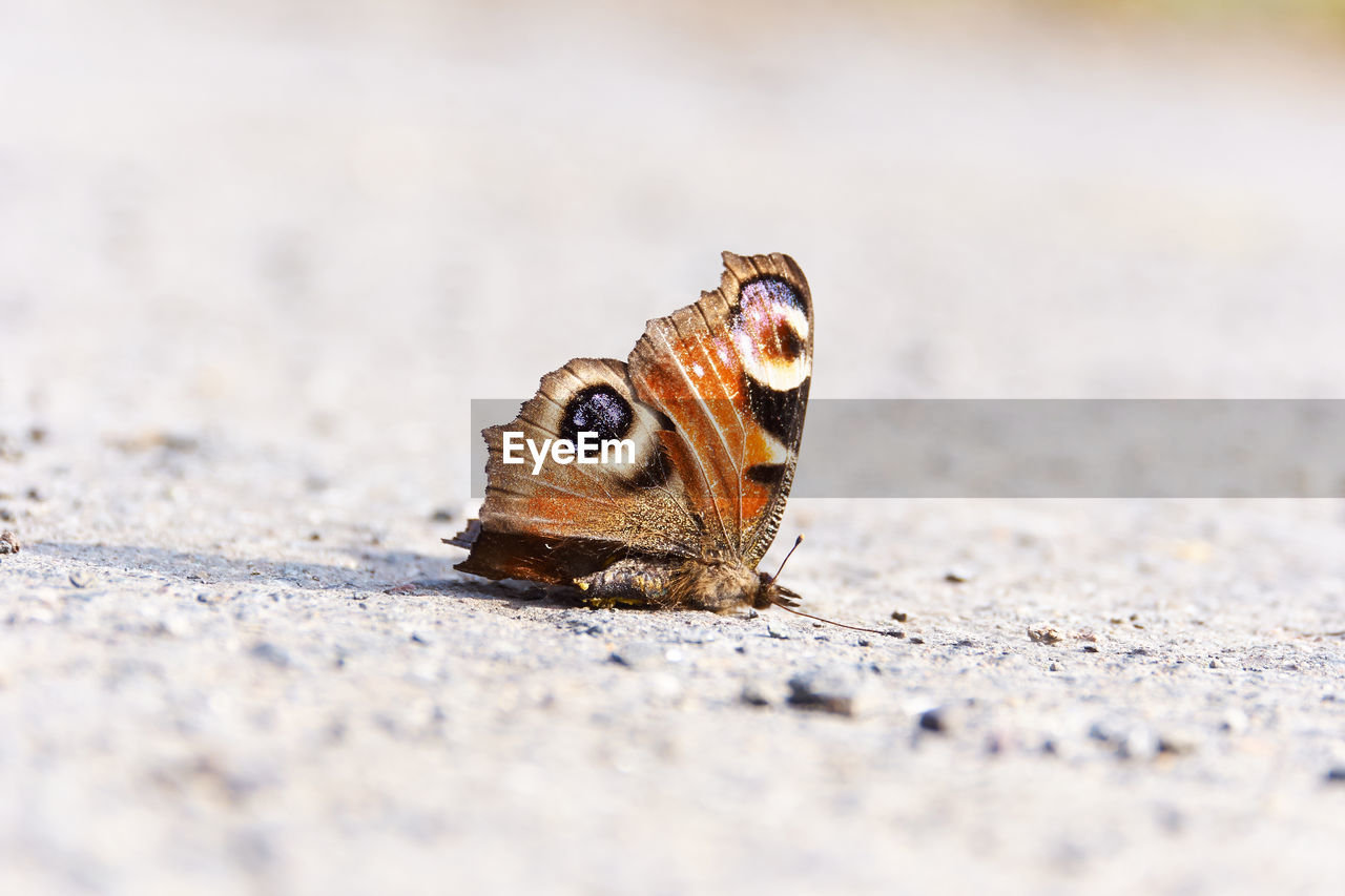 Close-up of dead butterfly on ground