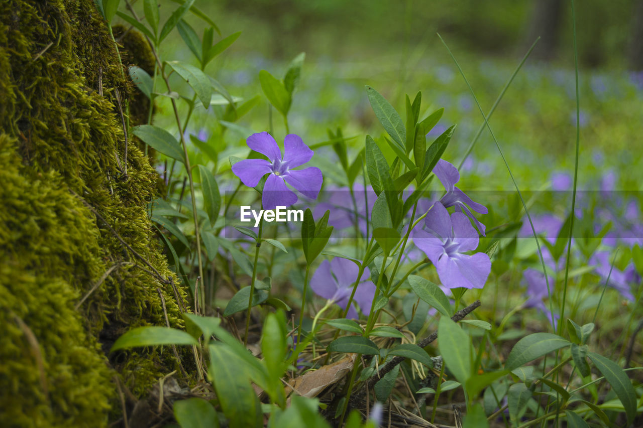 CLOSE-UP OF PURPLE FLOWERING PLANT