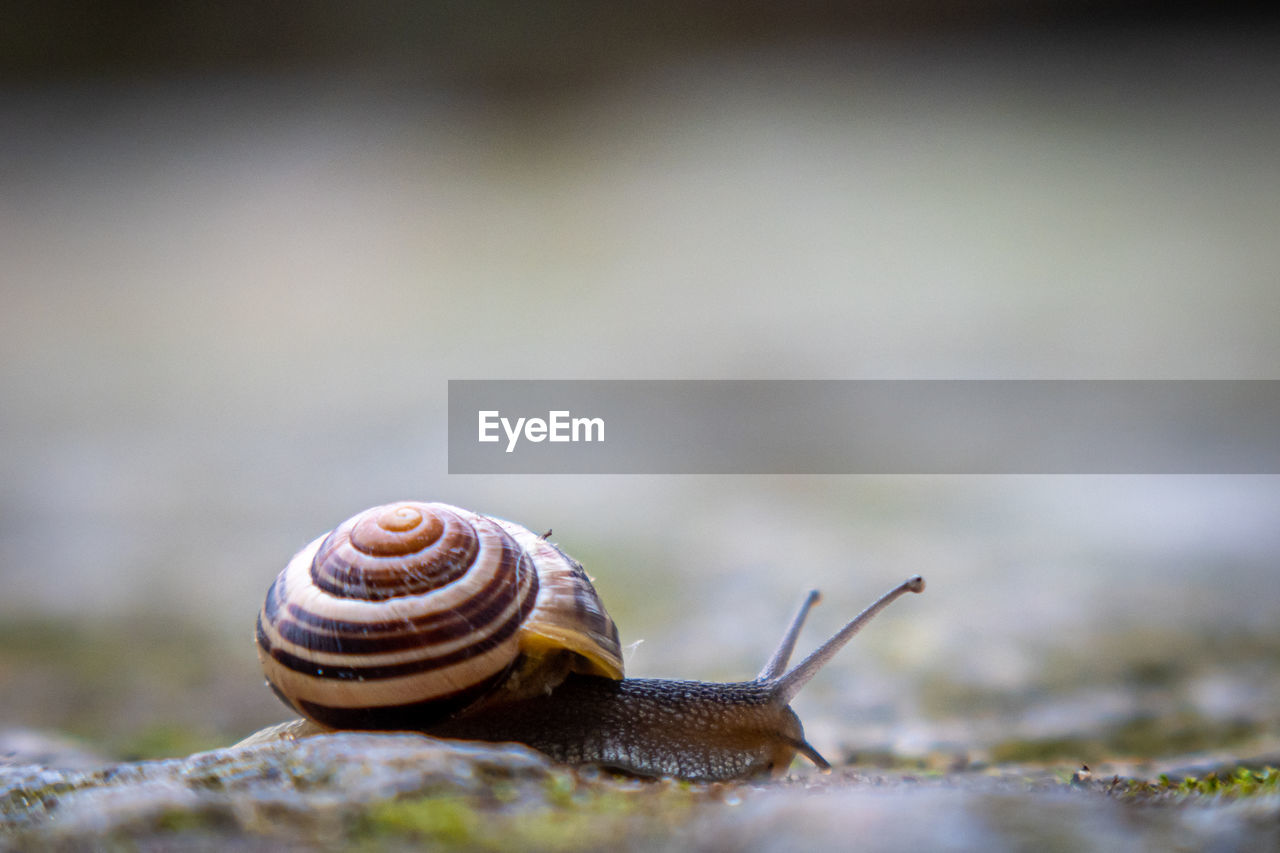 A small ribbon snail crawls over the ground