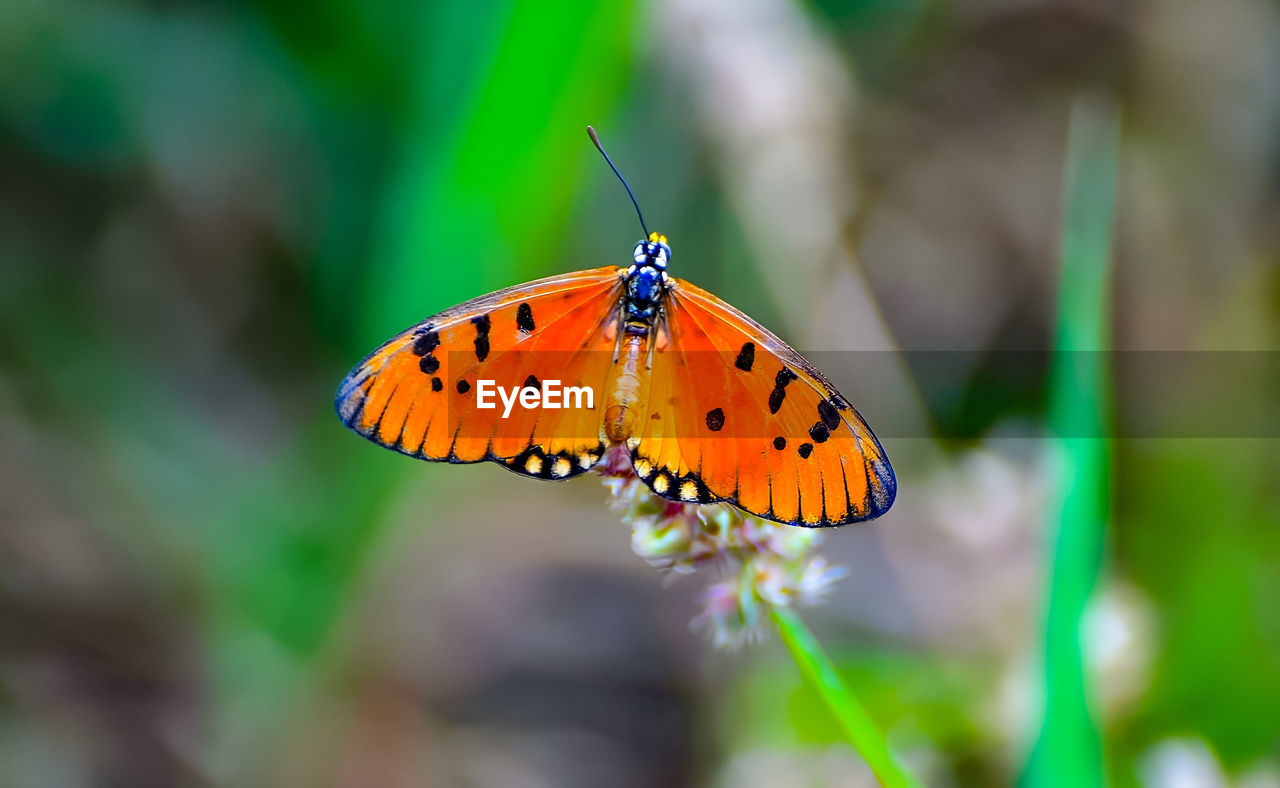 insect, animal themes, animal wildlife, animal, butterfly, animal wing, beauty in nature, moths and butterflies, nature, one animal, wildlife, flower, macro photography, plant, close-up, animal body part, environment, yellow, macro, no people, multi colored, summer, monarch butterfly, flowering plant, fragility, focus on foreground, animal markings, outdoors, plant part, spotted, leaf, orange color, flying, green, day, awe, selective focus, environmental conservation, pattern, full length, tranquility, relaxation