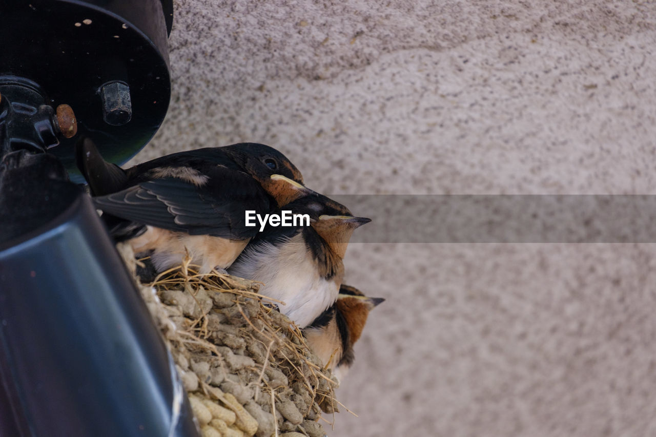 High angle view of birds in nest
