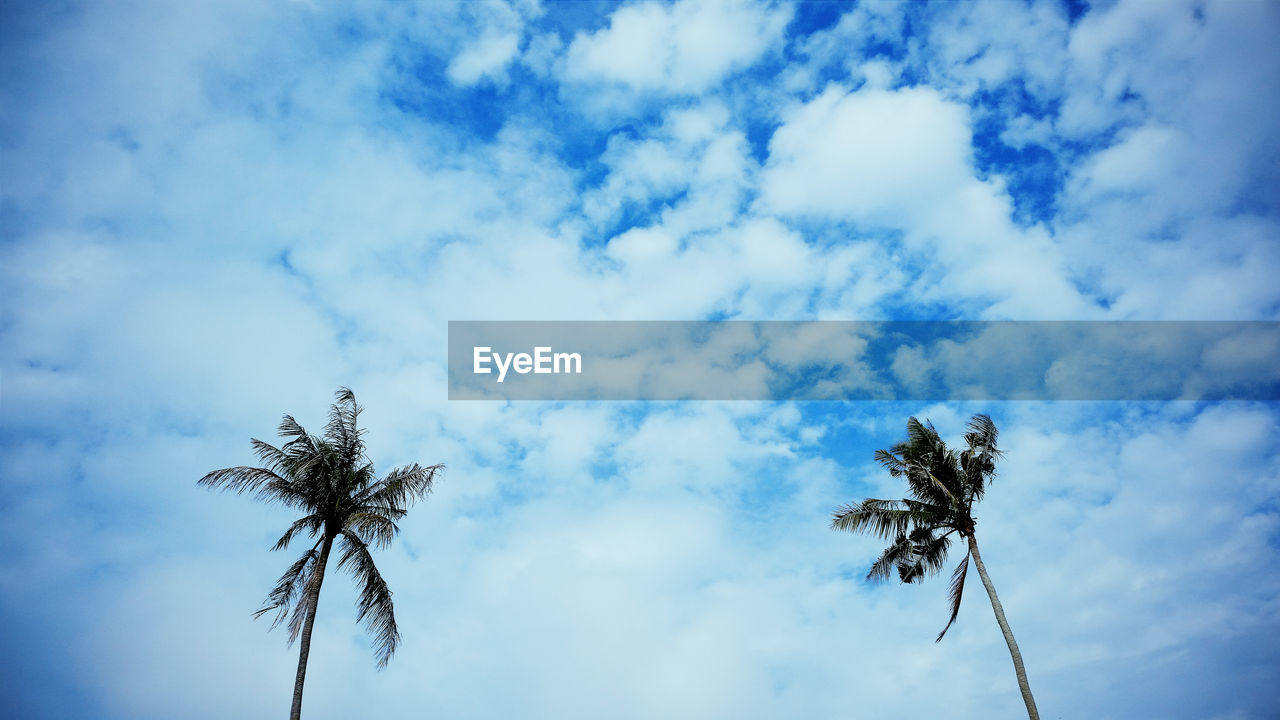 LOW ANGLE VIEW OF PALM TREE AGAINST CLOUDY SKY