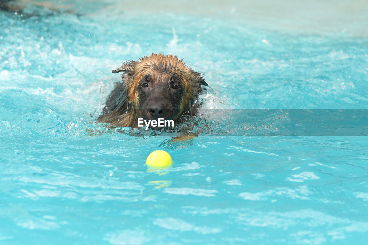 High angle view of dog in swimming pool