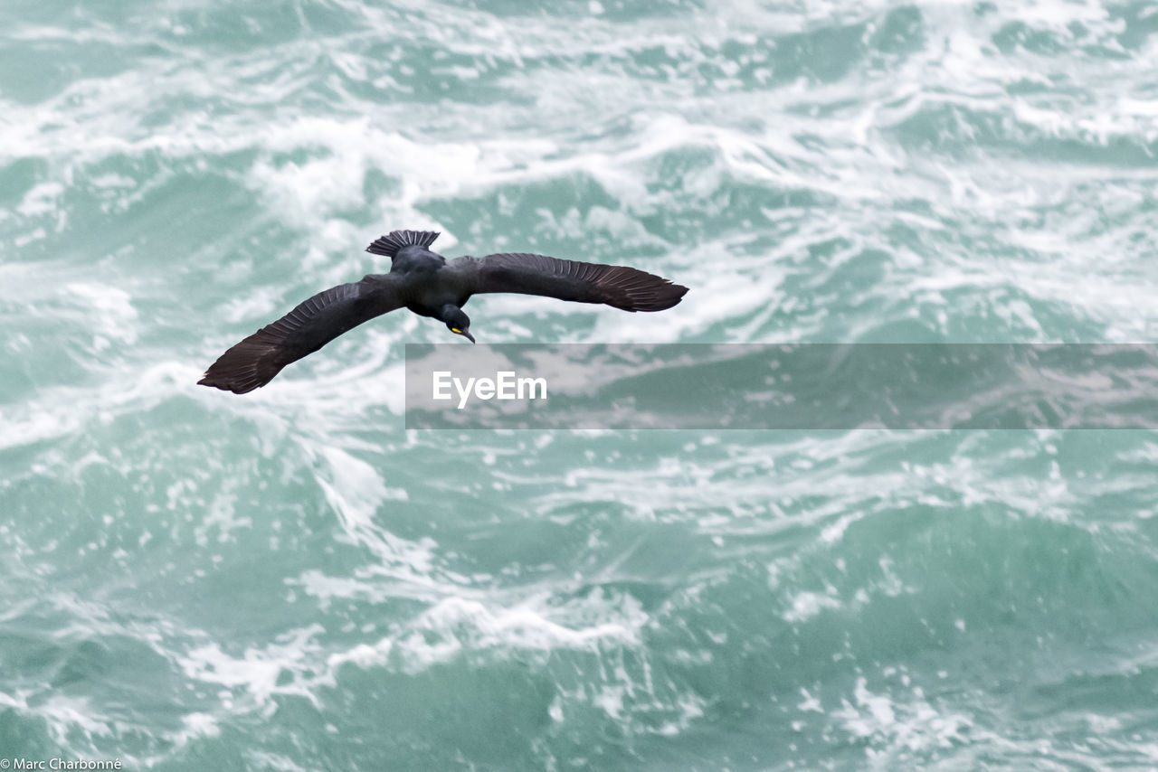 Bird flying over sea