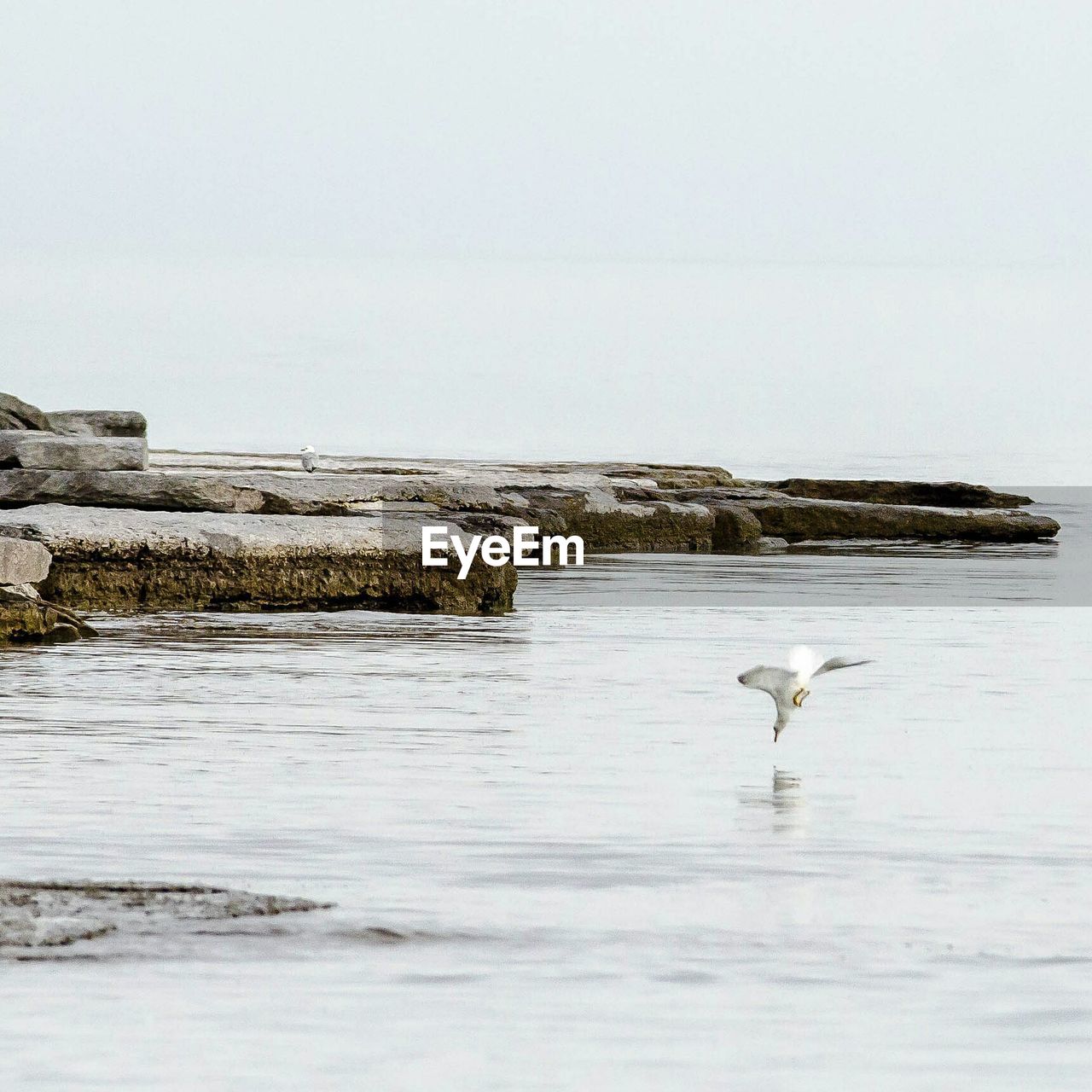 Birds in water