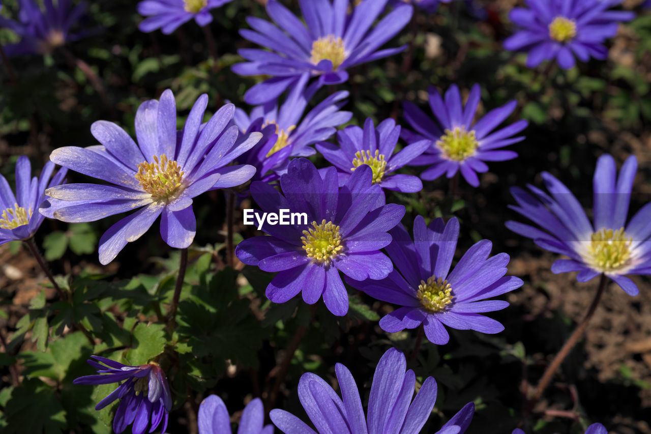 Low angle close up purple flowers in grass anemone blanda aka grecian windflowers