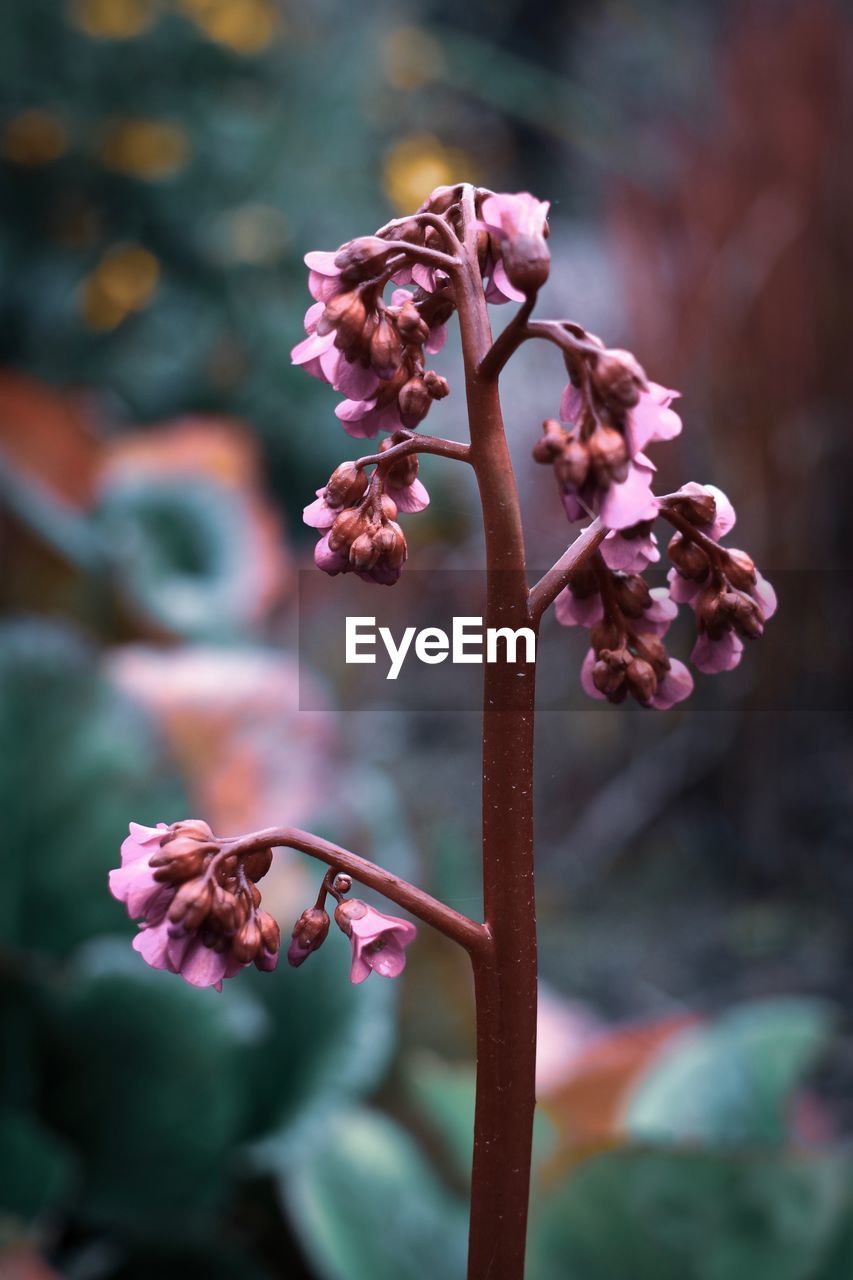 Close-up of buds on plant