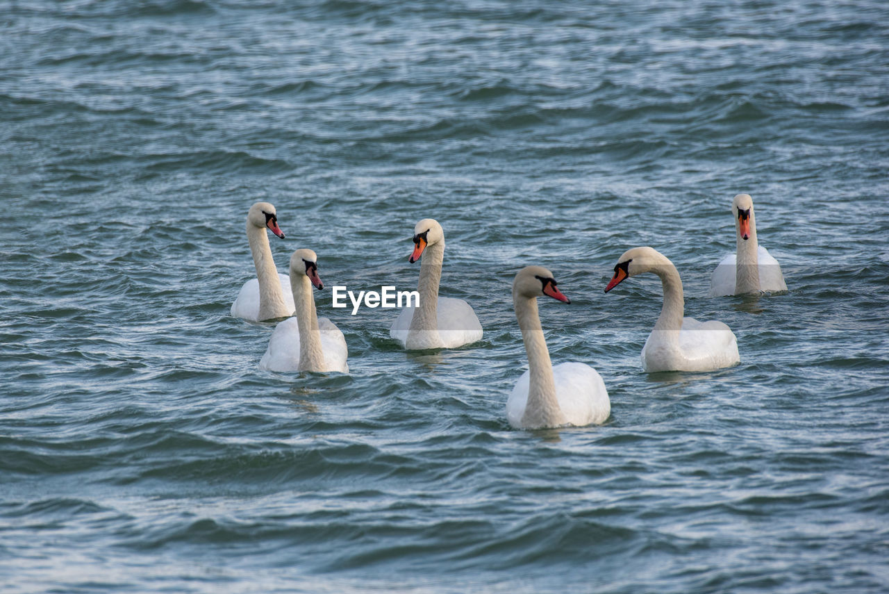 SWANS SWIMMING ON LAKE