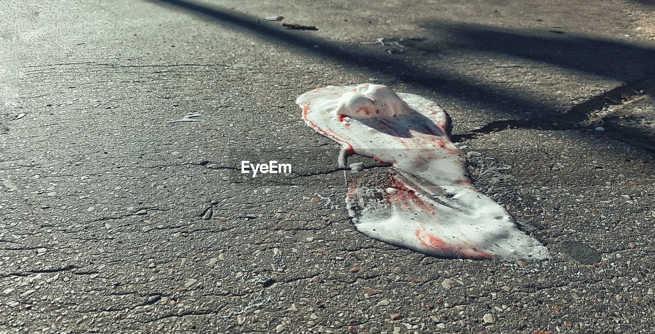 HIGH ANGLE VIEW OF DEAD FISH ON GROUND