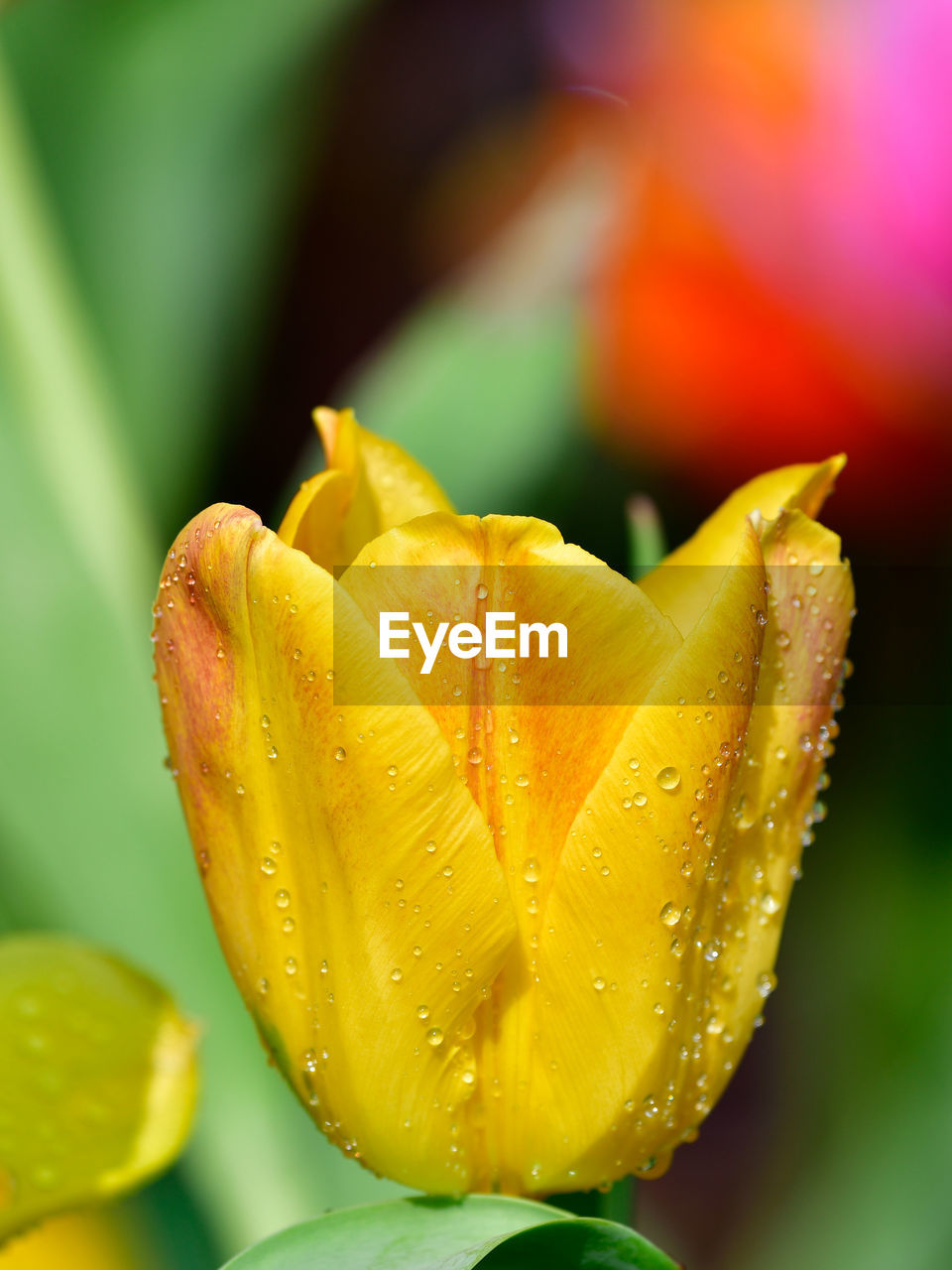 Close-up of wet yellow flower