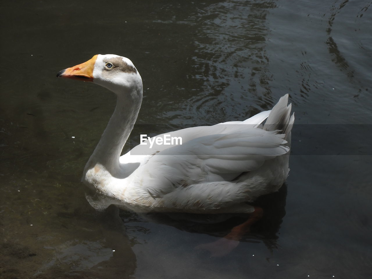 SWAN SWIMMING ON LAKE