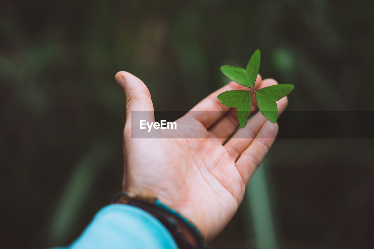 Cropped hand of man holding leaves