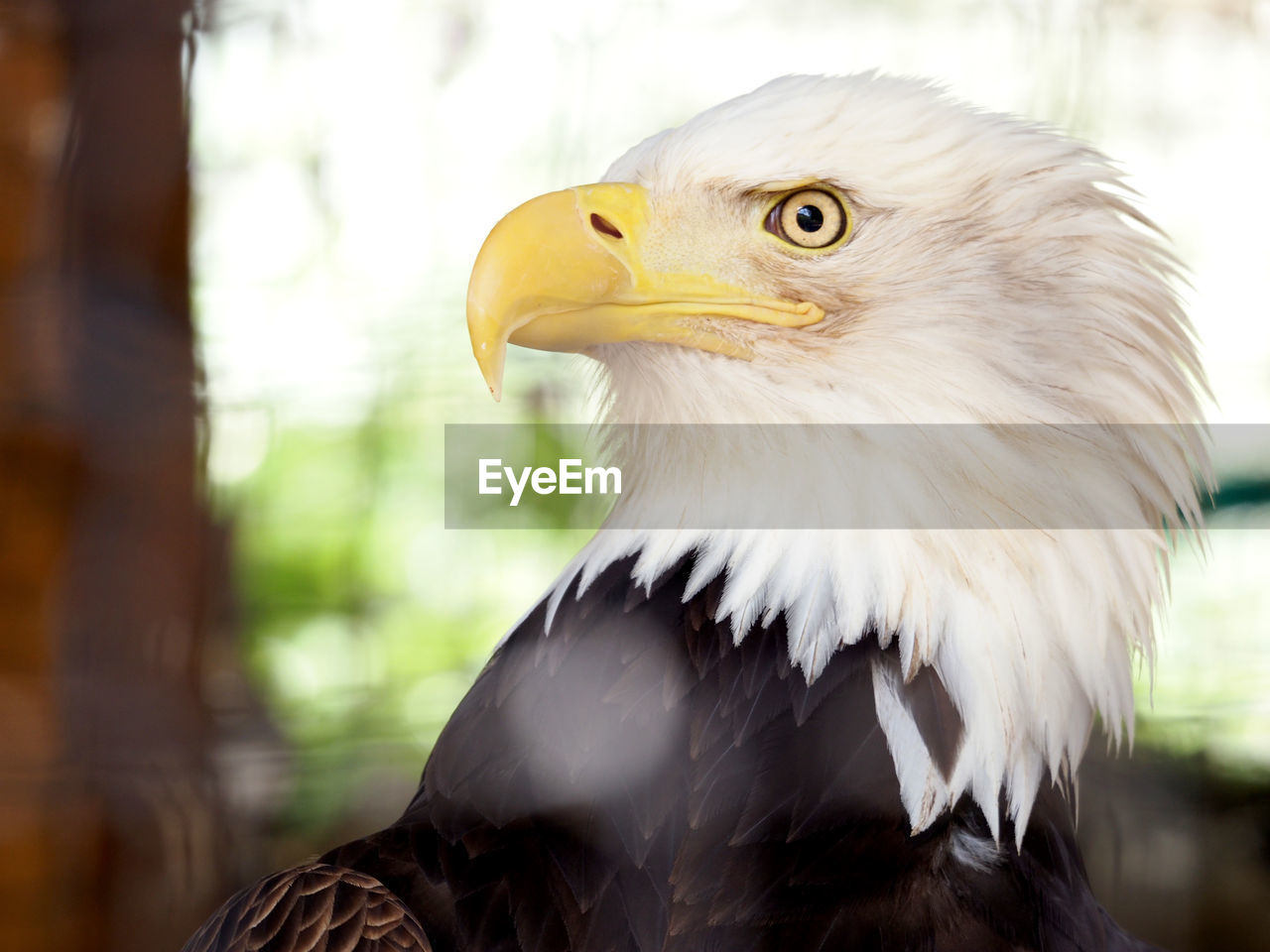 Close-up of bald eagle