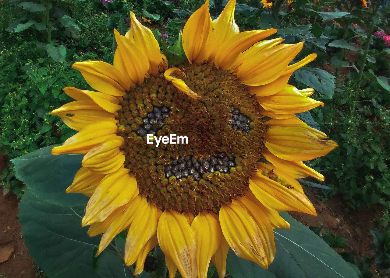 CLOSE-UP OF SUNFLOWERS ON SUNFLOWER