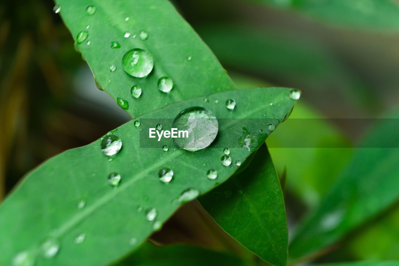 drop, green, water, leaf, plant part, plant, wet, nature, close-up, growth, macro photography, beauty in nature, freshness, rain, no people, dew, flower, moisture, grass, outdoors, fragility, plant stem, purity, raindrop, day, selective focus, petal, focus on foreground, environment