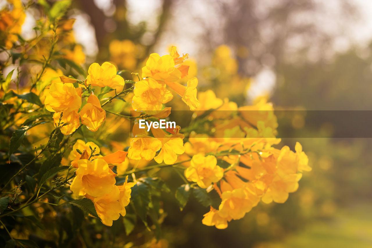 CLOSE-UP OF YELLOW FLOWERING PLANT