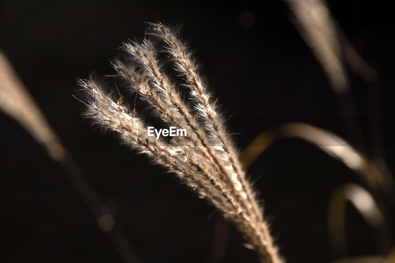 Close-up of silver grass during autumn 