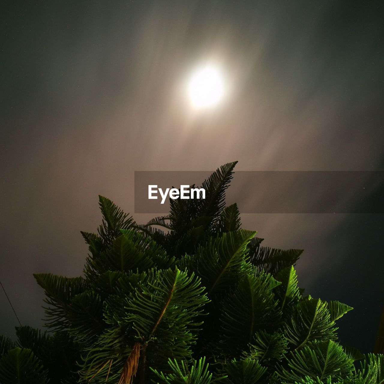 Low angle view of plants against sky