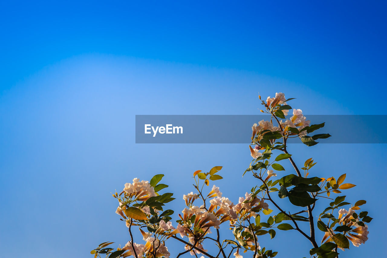 LOW ANGLE VIEW OF FLOWERING TREE AGAINST BLUE SKY