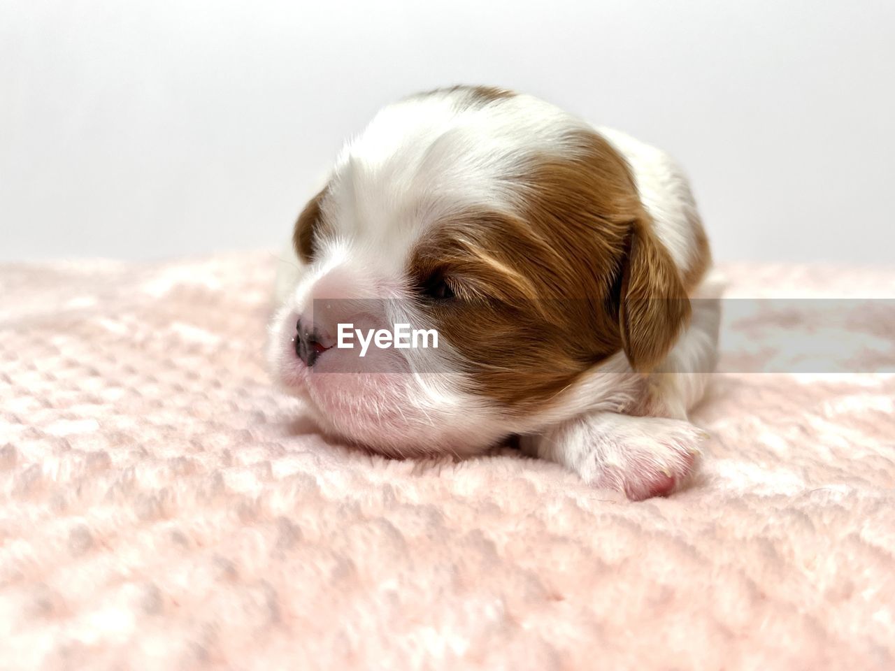 CLOSE-UP OF DOG SLEEPING