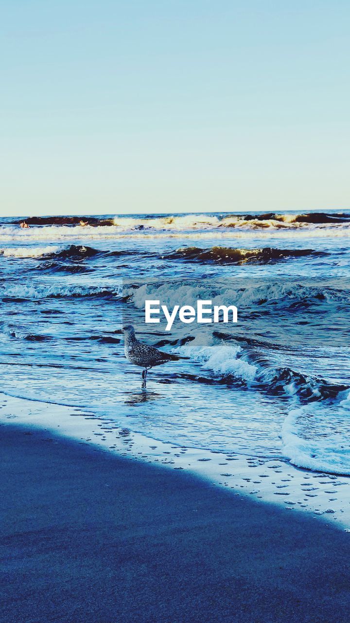 BIRDS ON SEA AGAINST CLEAR SKY