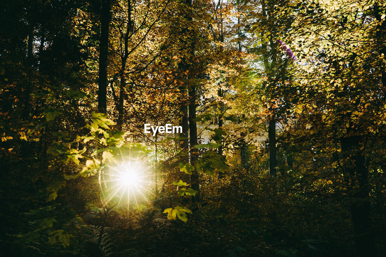 SUNLIGHT STREAMING THROUGH TREES DURING AUTUMN