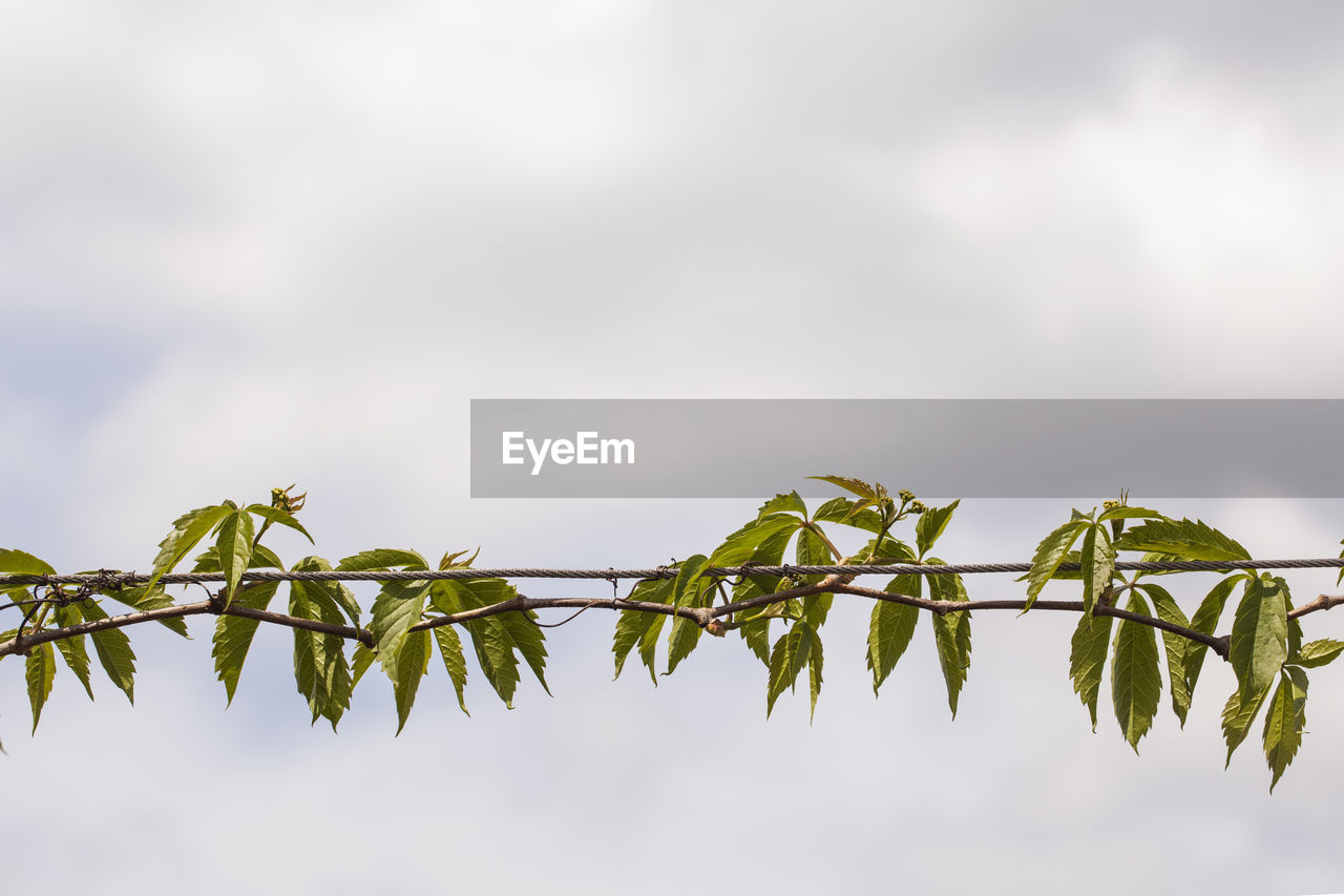 CLOSE-UP OF LEAVES AGAINST SKY