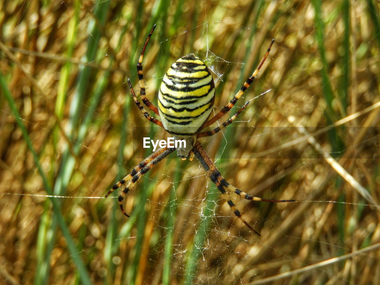 CLOSE-UP OF SPIDER AND WEB AGAINST BLURRED BACKGROUND