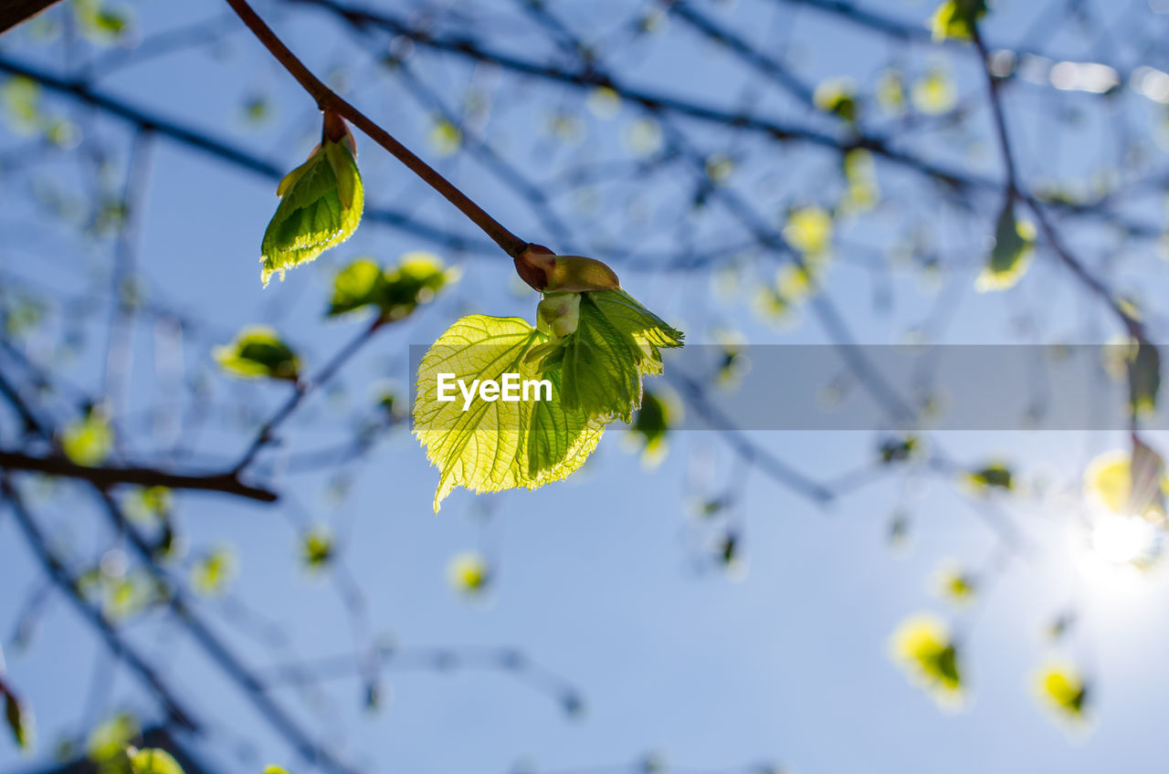 Low angle view of cherry blossom on tree