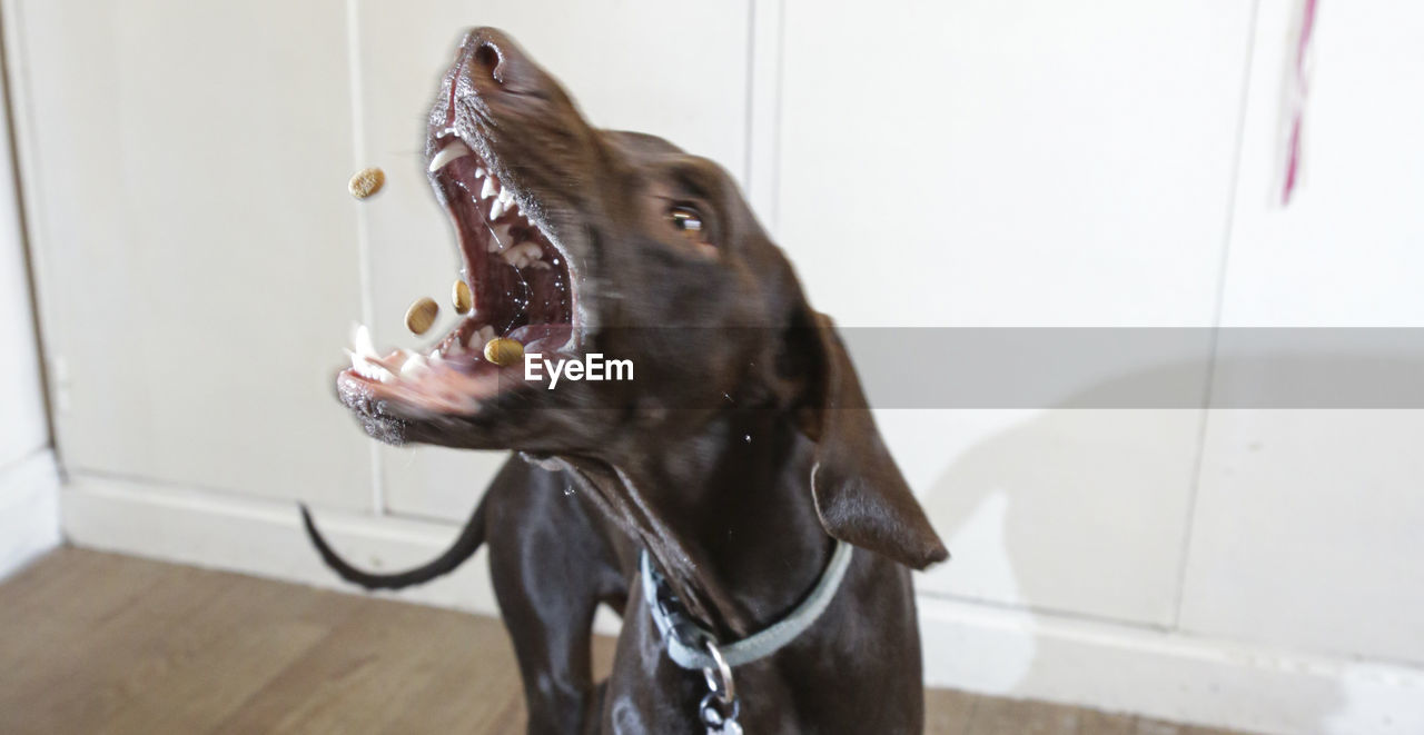 CLOSE-UP OF A DOG LOOKING AT HOME