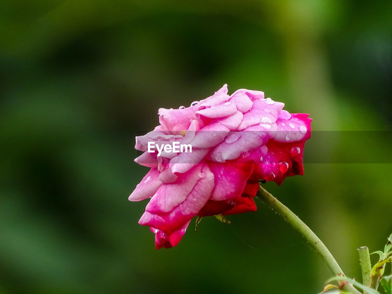 CLOSE-UP OF PINK ROSES