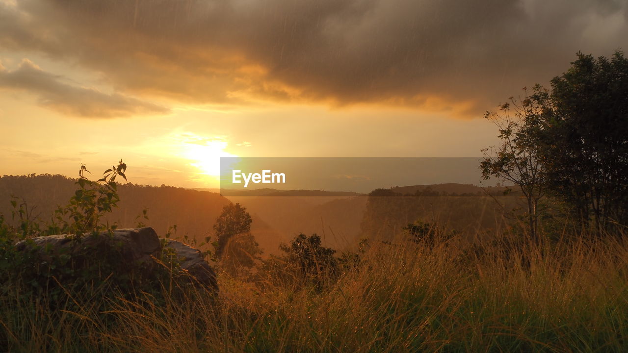 Trees on countryside landscape at sunset