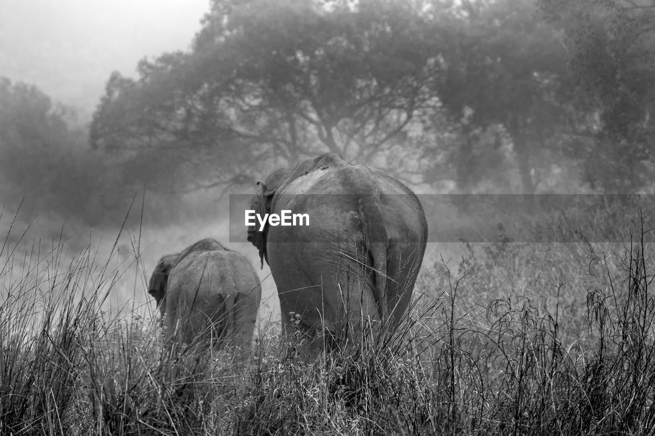 View of an asiatic elephantl on field