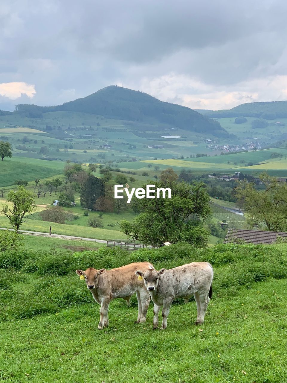 VIEW OF SHEEP ON GRASSY FIELD