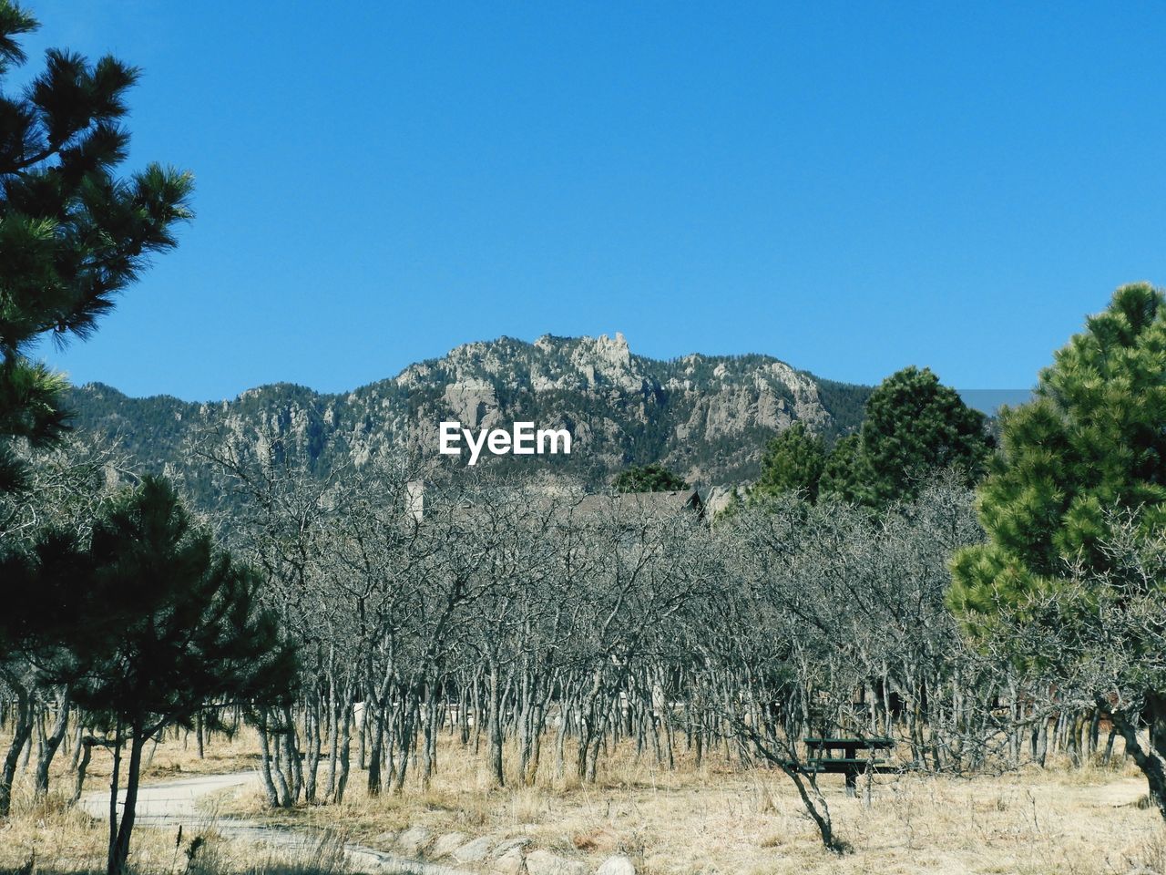 PANORAMIC SHOT OF TREES ON LANDSCAPE AGAINST CLEAR BLUE SKY