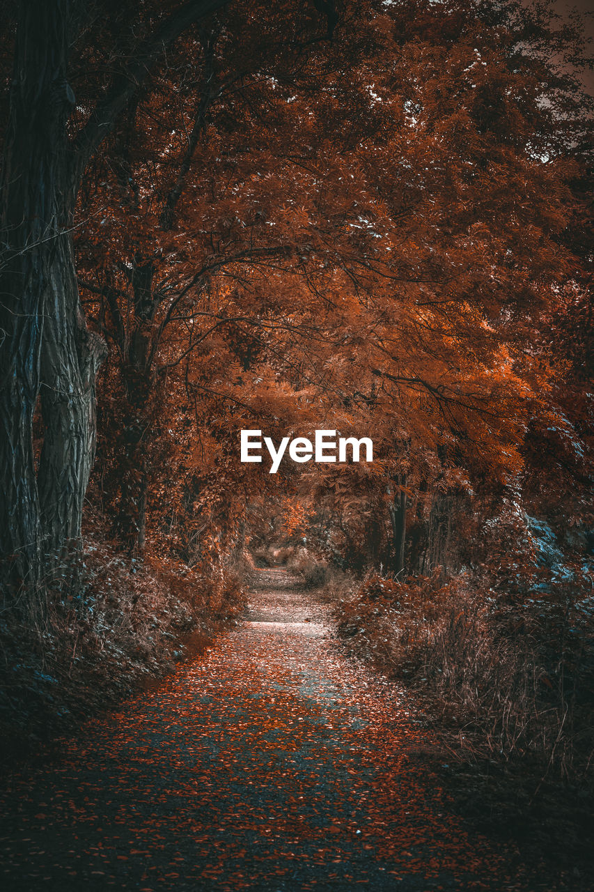 View of autumn leaves on footpath