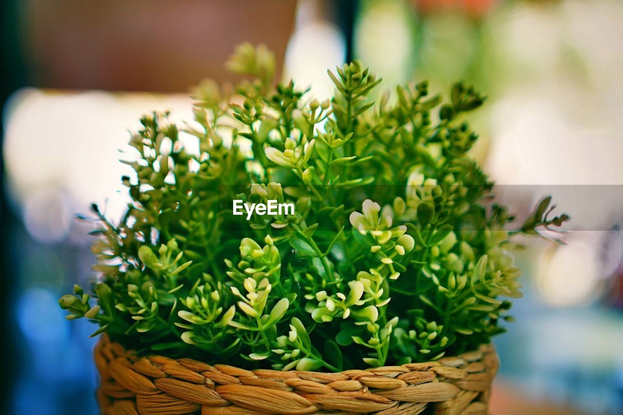 Close-up of potted plant in basket