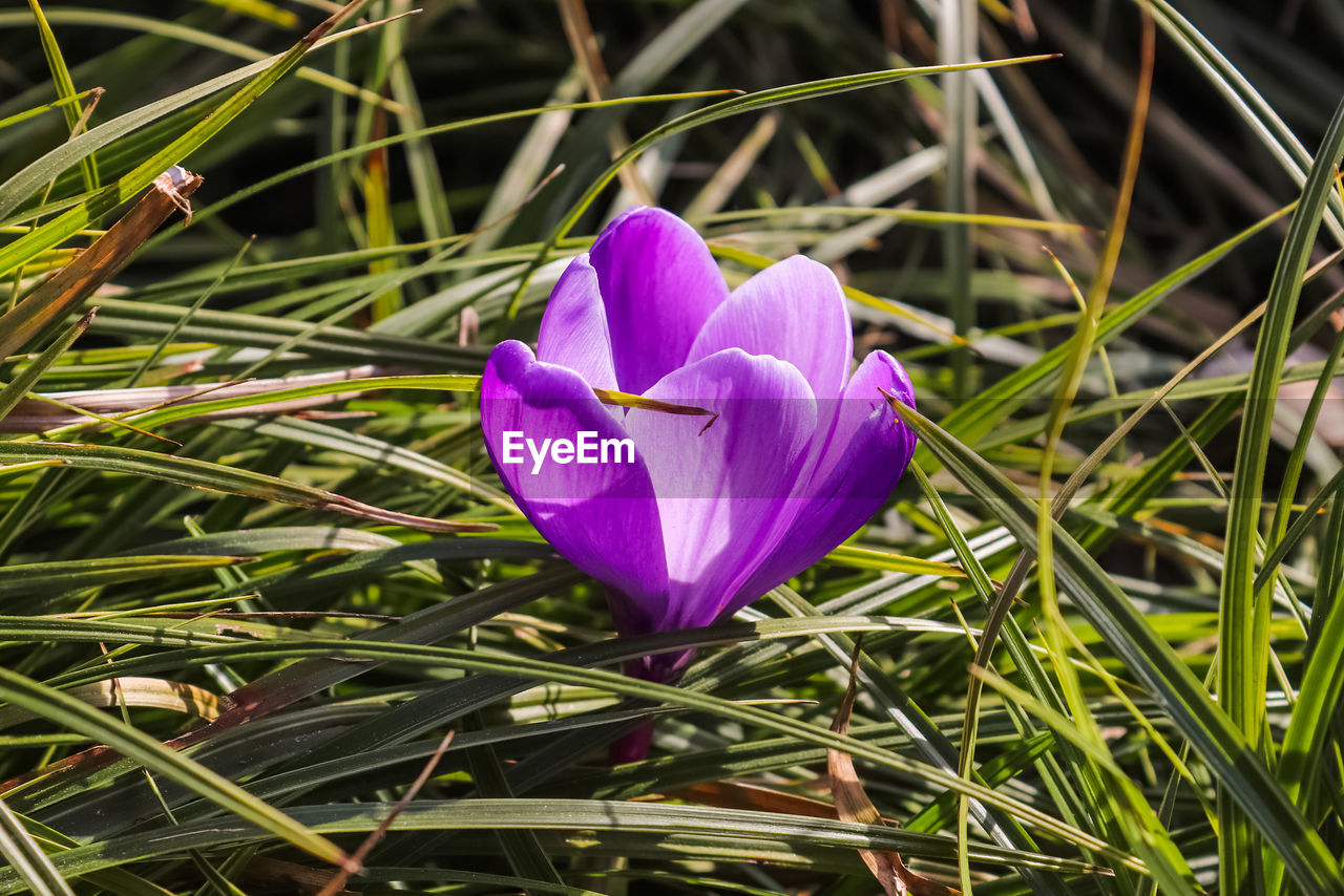 A single purple crocus flowers between green grass. view at magic blooming spring flowers