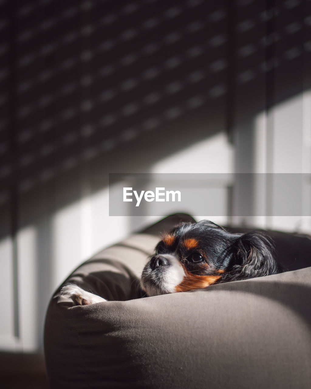 Portrait of dog relaxing on sofa at home